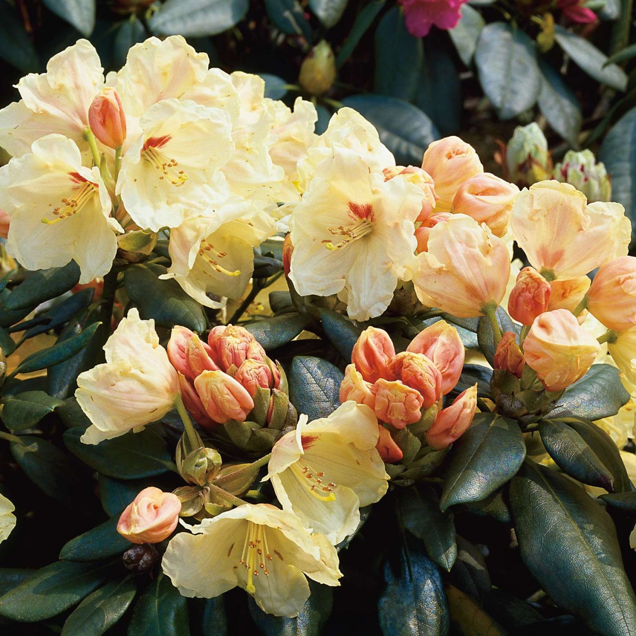 Kategorie <b>Rhododendron </b> - Ball-Rhododendron 'Flava' - Rhododendron yakushimannum 'Flava'
