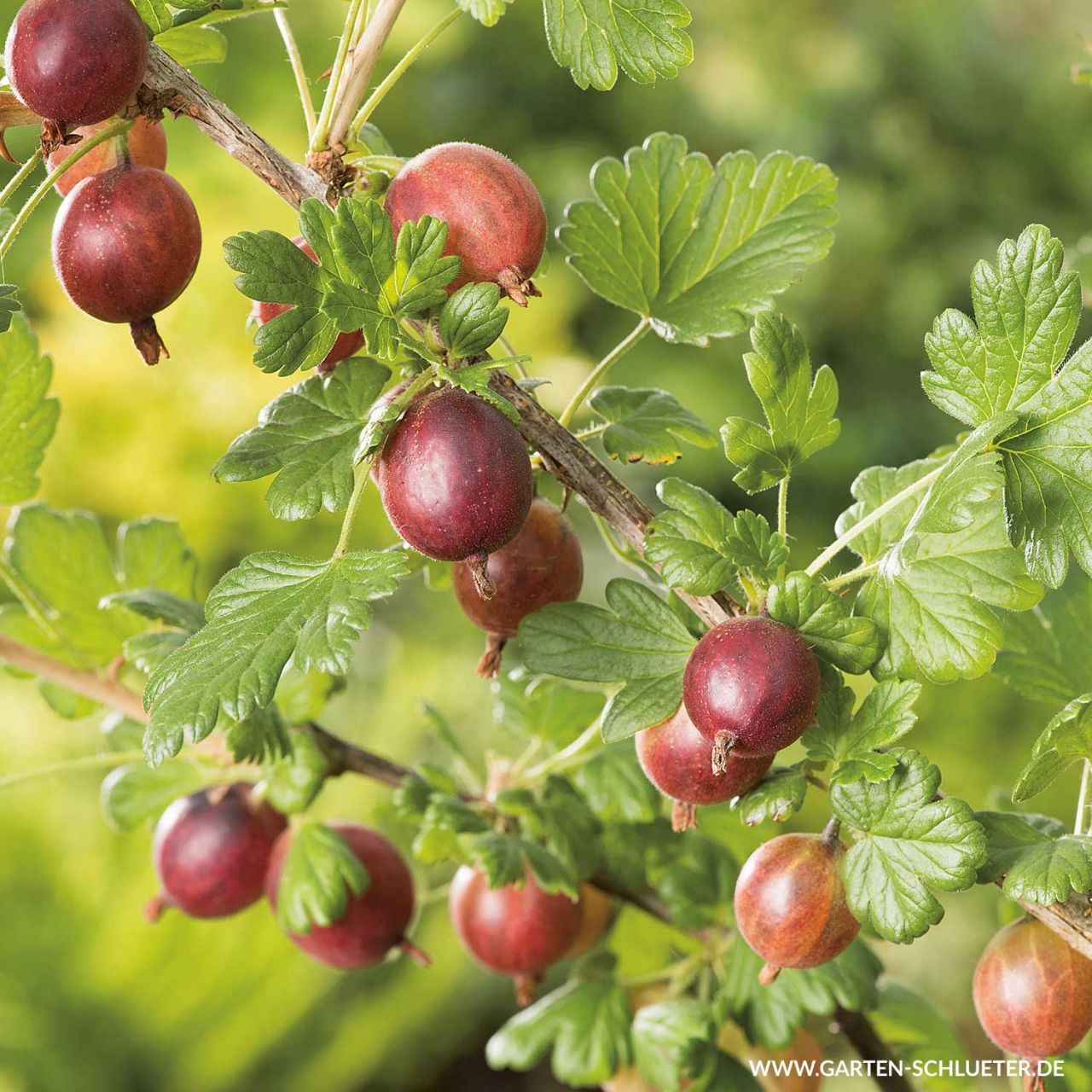 Kategorie <b>Beeren </b> - Stachelbeere 'Roko' - Ribes uva-crispa 'Roko'