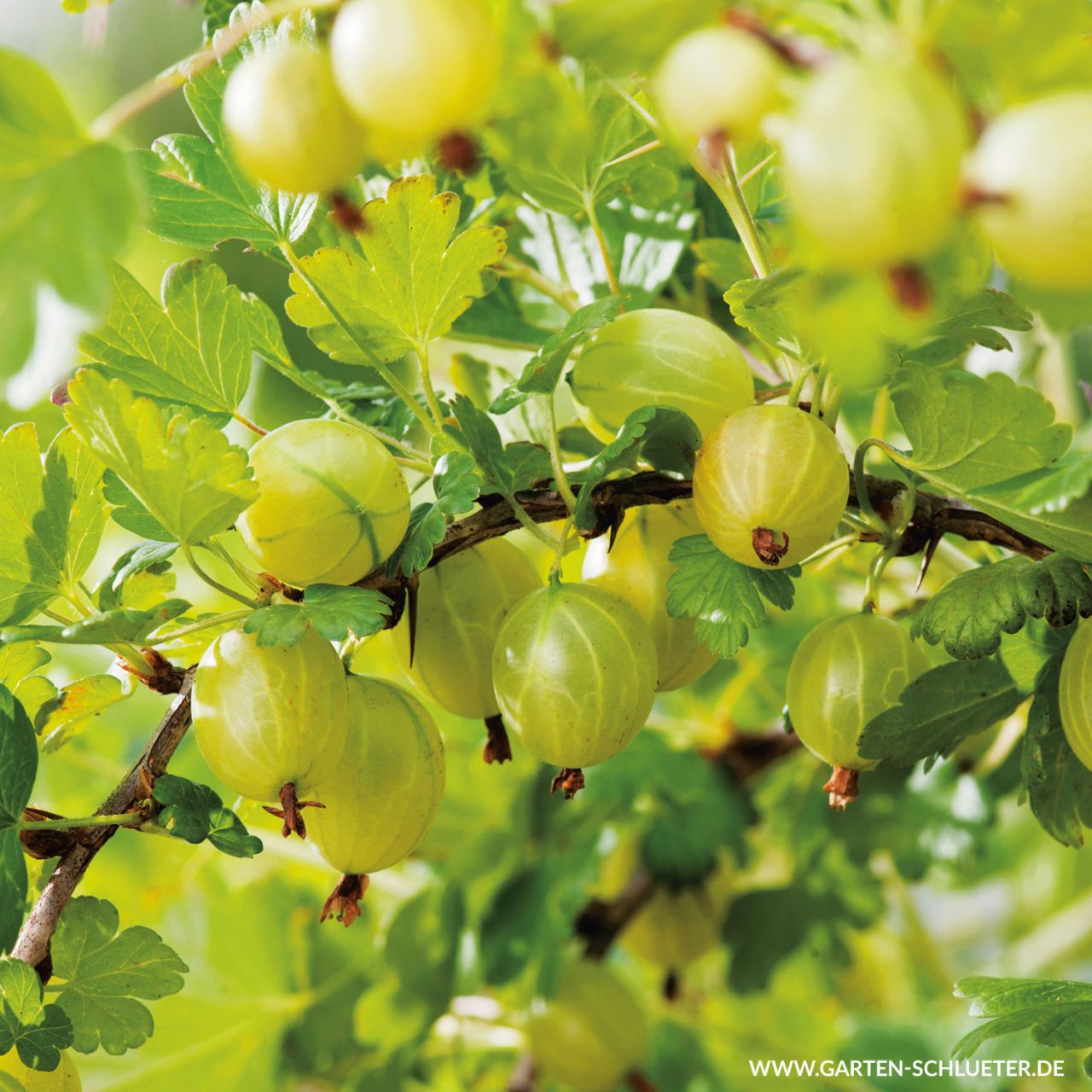 Kategorie <b>Beeren </b> - Stachelbeere 'Rixanta' - Ribes uva-crispa 'Rixanta'