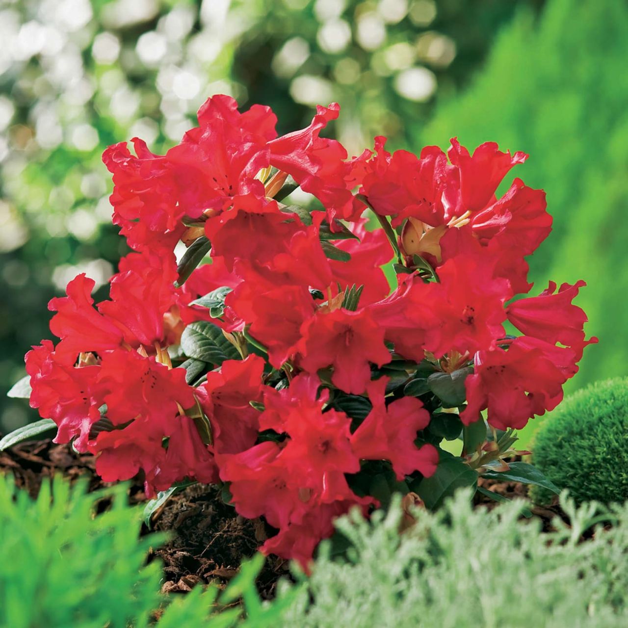 Wild-Rhododendron ‚Scarlet Wonder‘