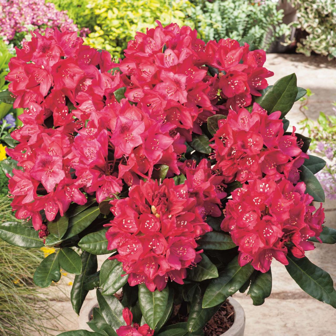 Kategorie <b>Rhododendron </b> - Rhododendron 'Nova Zembla' - Rhododendron Hybride 'Nova Zembla'