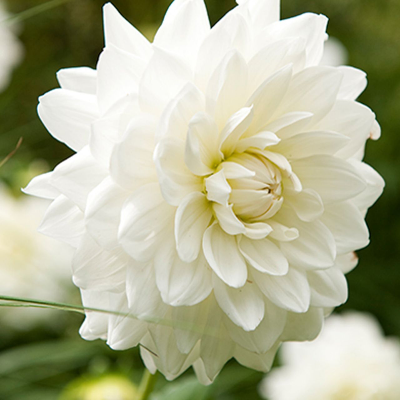 Kategorie <b>Frühlings-Blumenzwiebeln </b> - Großblumige Dahlie 'Fleurel' - 1 Stück - Dahlia