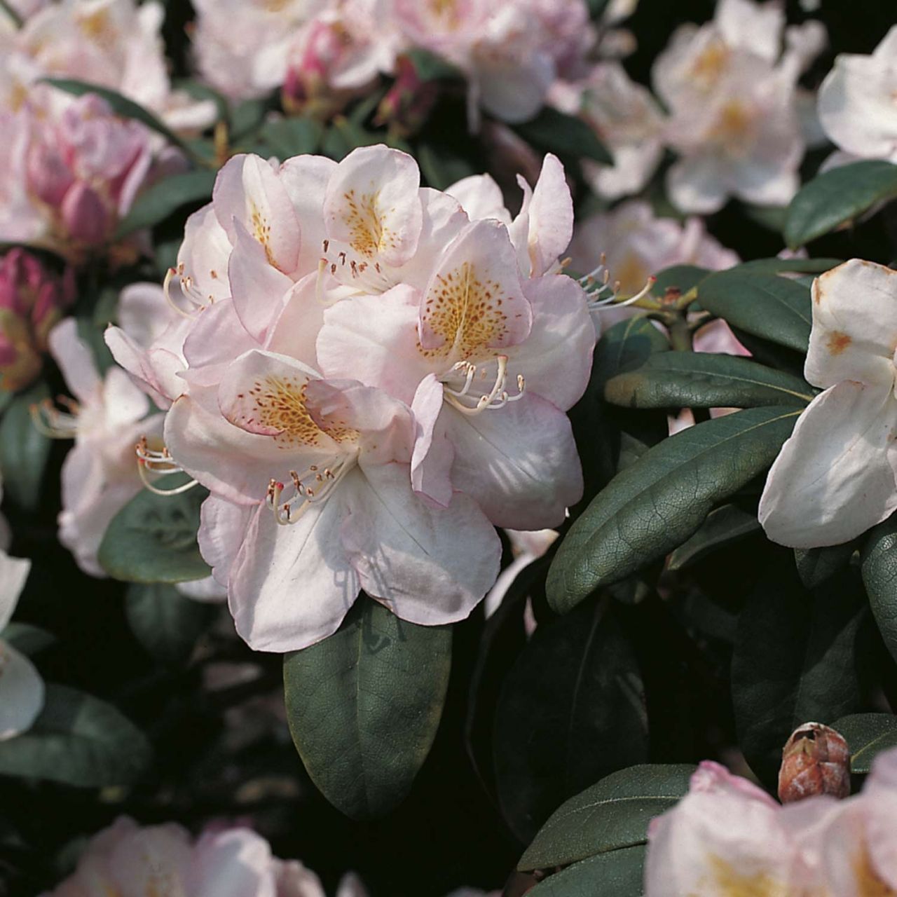 Kategorie <b>Rhododendron </b> - Rhododendron 'Gomer Waterer' - Rhododendron Hybride 'Gomer Waterer'