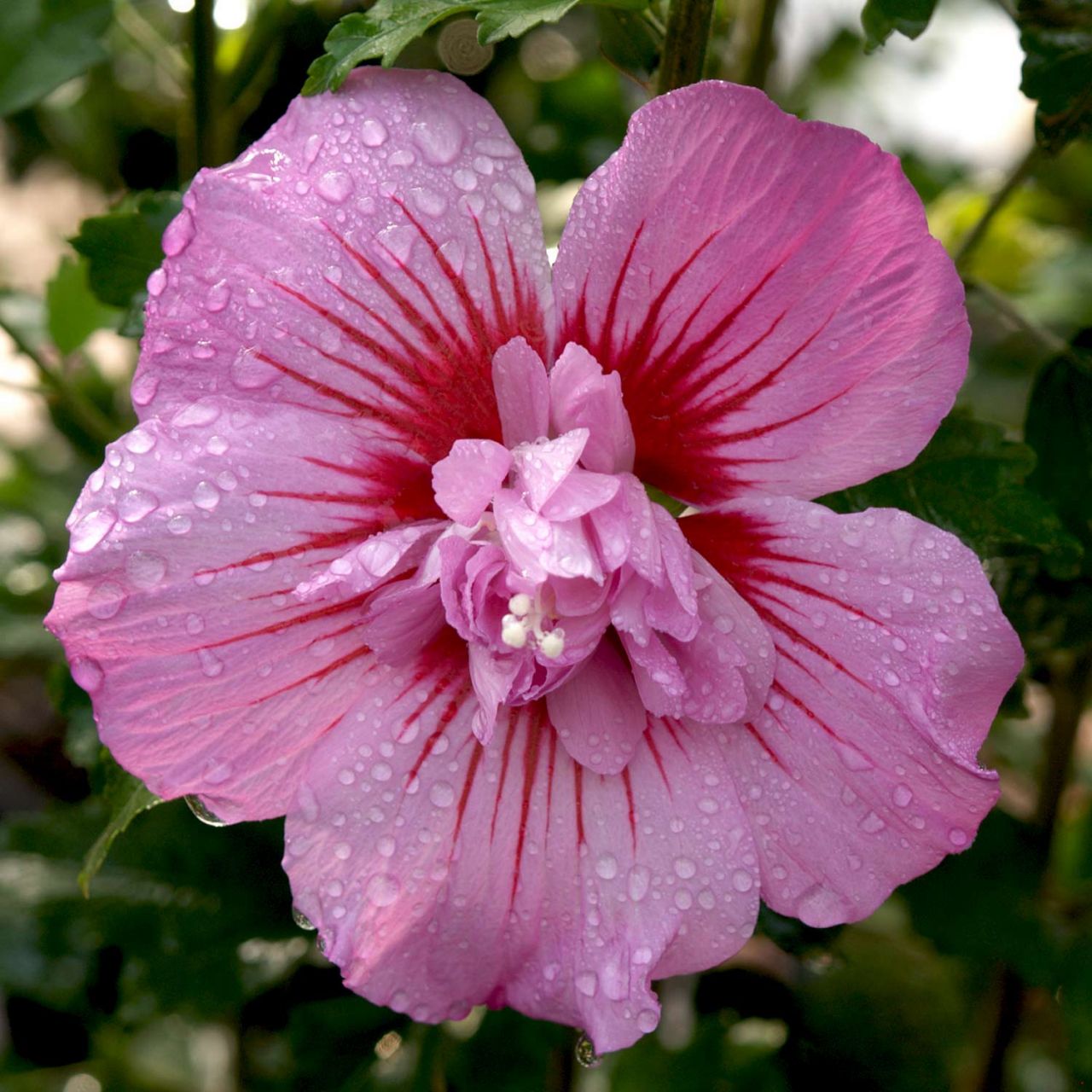 Kategorie <b>Blütensträucher und Ziergehölze </b> - Garteneibisch 'Maike' - Hibiskus - Hibiscus syriacus 'Maike'