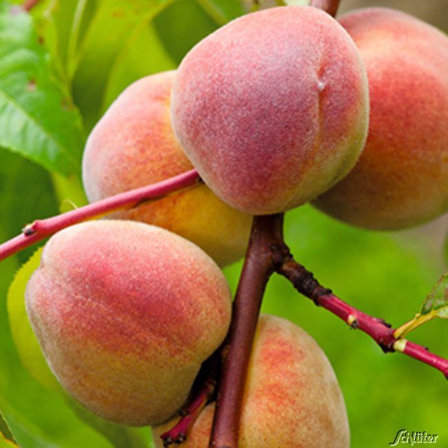 Kategorie <b>Sonstige Früchte </b> - Pfirsich 'Roter Ellerstädter' - Prunus persica