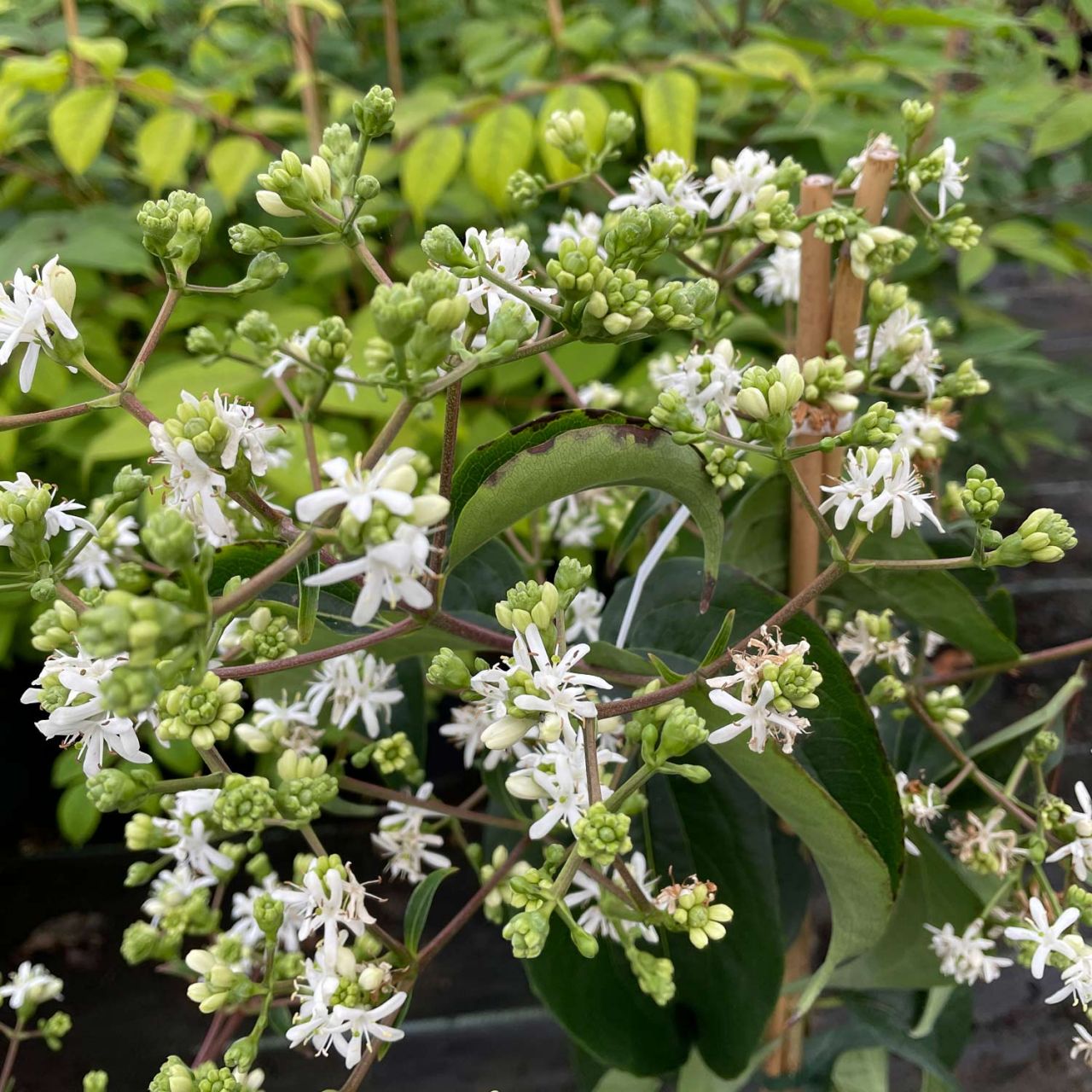 Laubbäume - Sieben-Söhne-des-Himmels-Blume - Heptacodium miconioides (Syn.: jasminoides)