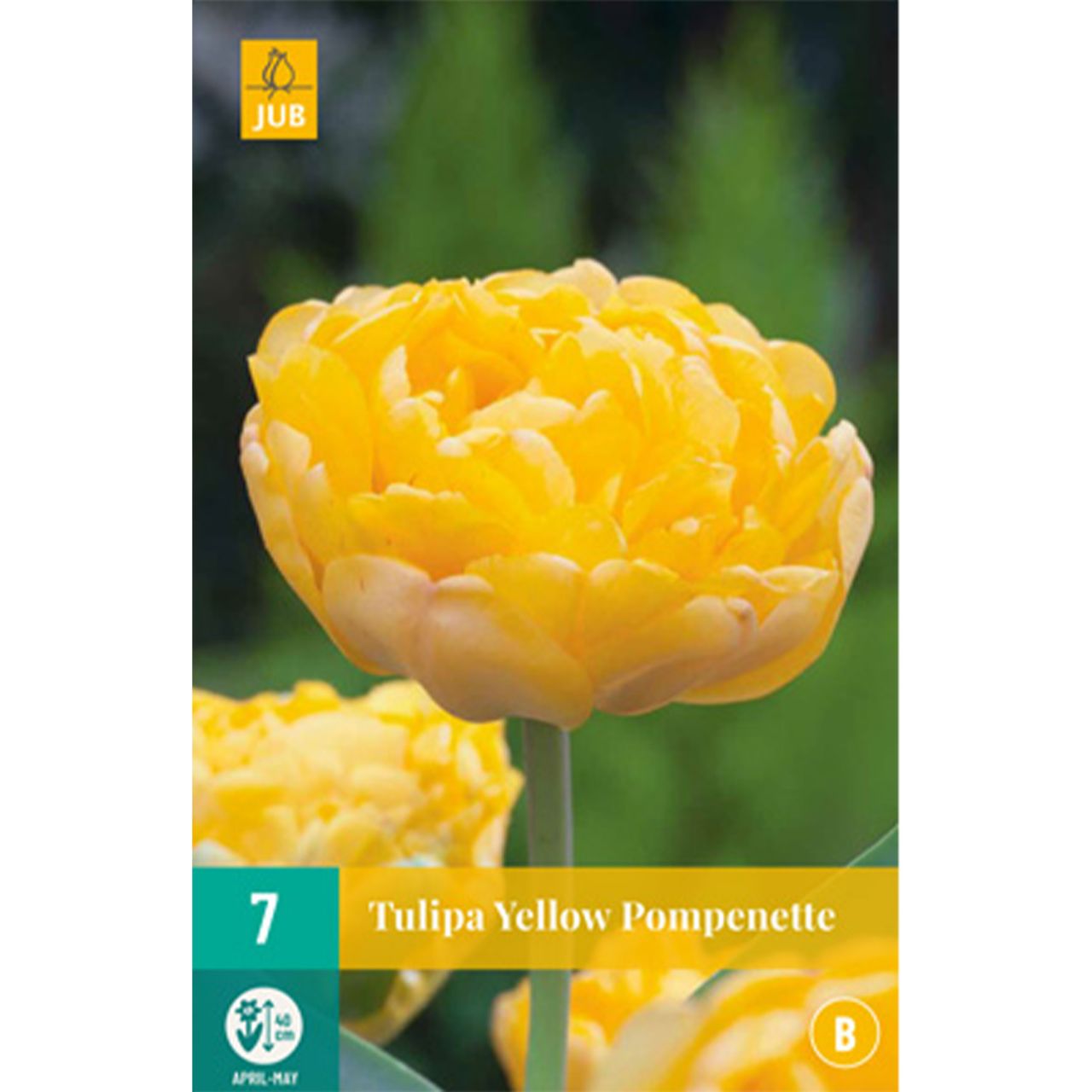 Kategorie <b>Herbst-Blumenzwiebeln </b> - Tulpe 'Yellow Pompenette' -  7 Stück - Tulipa 'Yellow Pompenette'