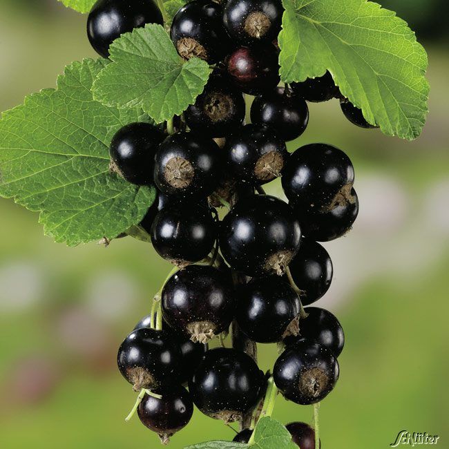 Kategorie <b>Beeren </b> - Schwarze Johannisbeere 'Titania®' - Halbstamm (40-50 cm) - Ribes nigrum 'Titania®'