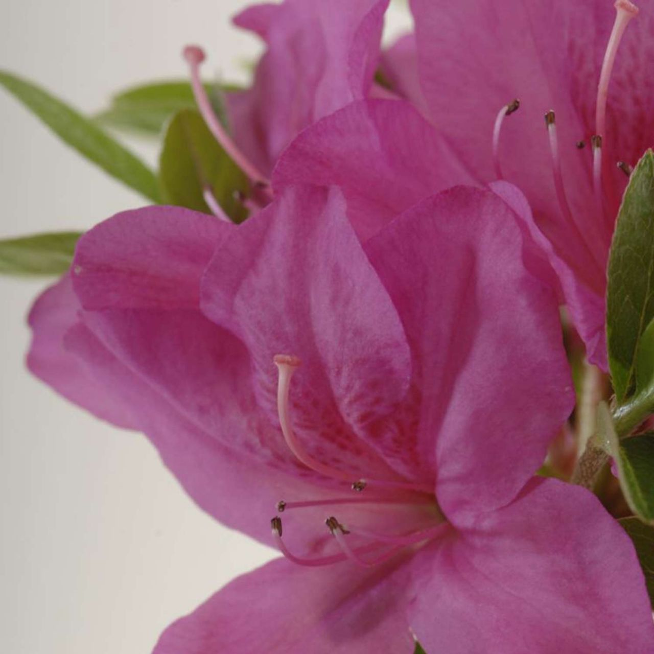Kategorie <b>immergrüne Laubbäume </b> - Japanische Azalee 'Änne' - Rhododendron obtusum
