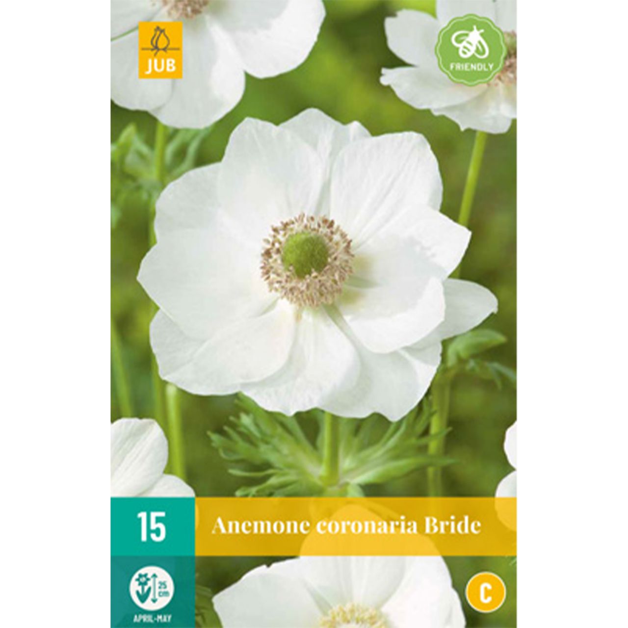 Kategorie <b>Frühlings-Blumenzwiebeln </b> - Garten-Anemone 'The Bride' - 15 Stück - Anemone coronaria 'The Bride'