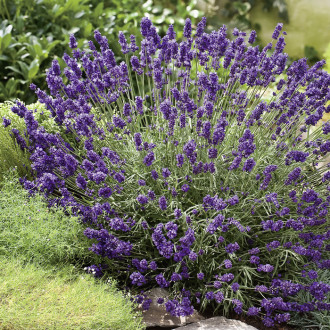 Lavendel_Hidcote_Blue