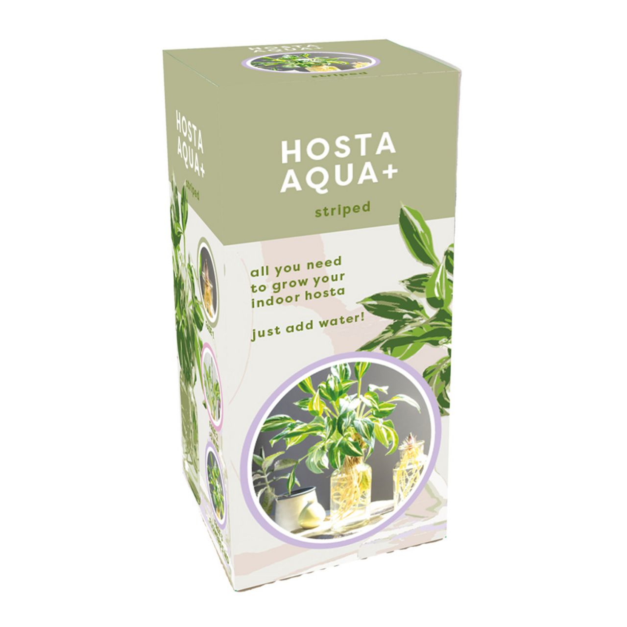 Kategorie <b>Stauden </b> - Gestreifte Hosta im Glas - Hosta Aqua + Striped - with glass