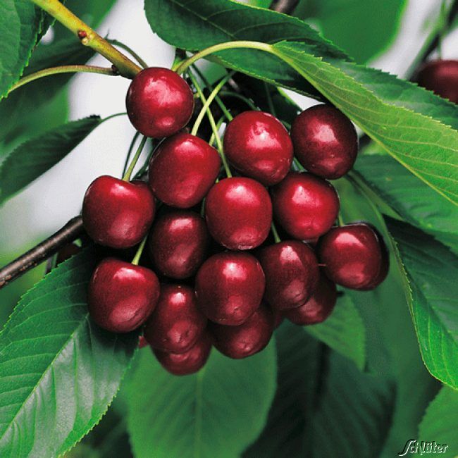 Kategorie <b>Kirschen </b> - Süßkirsche 'Vanda' - Prunus avium 'Vanda'