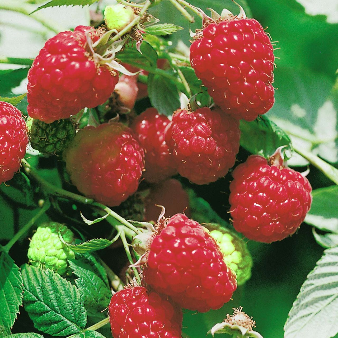 Kategorie <b>Beeren </b> - Sommerhimbeere 'Rubaca®' - Rubus idaeus 'Rubaca®'