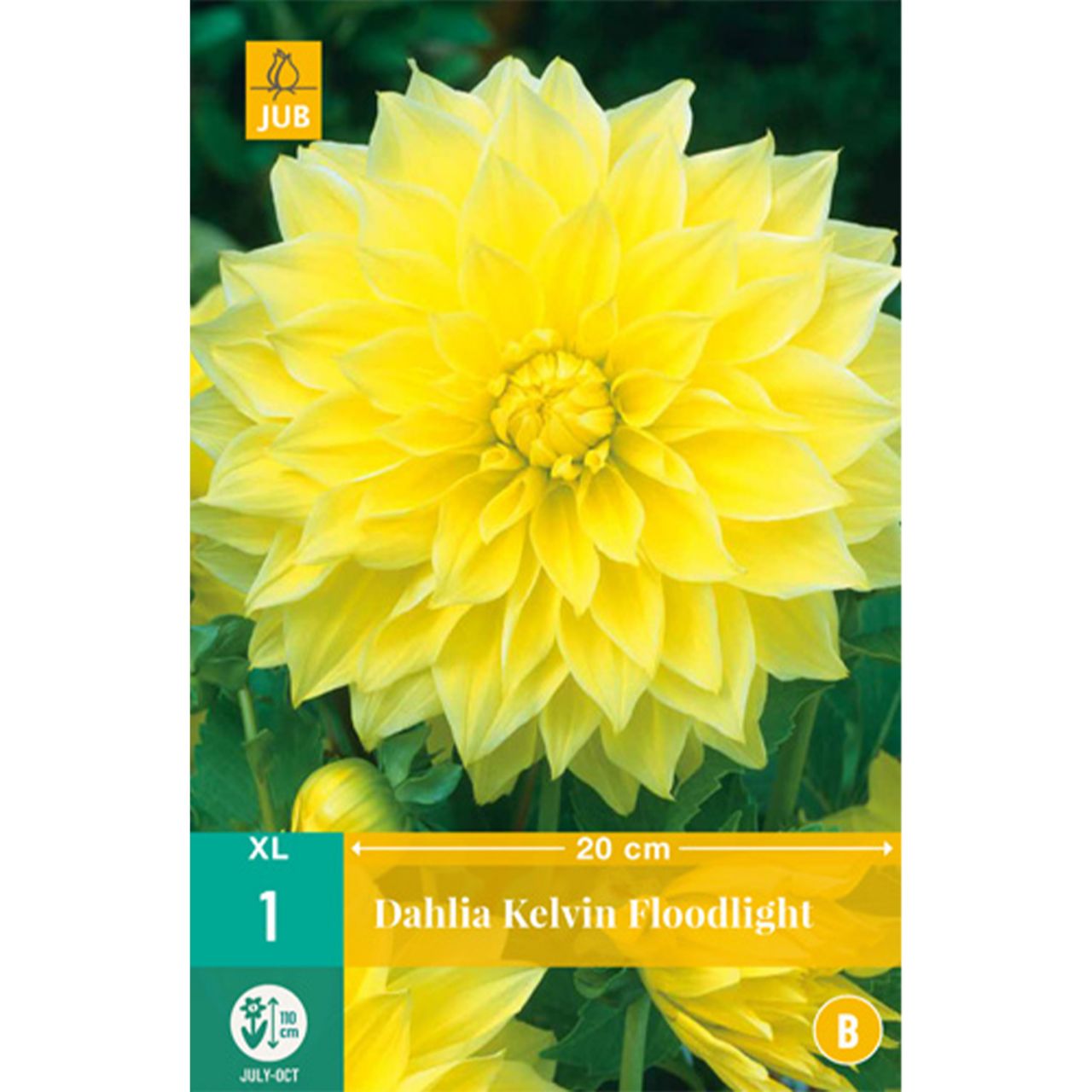 Kategorie <b>Frühlings-Blumenzwiebeln </b> - Großblumige Dahlie 'Kelvin Floodlight' - 1 Stück - Dahlia