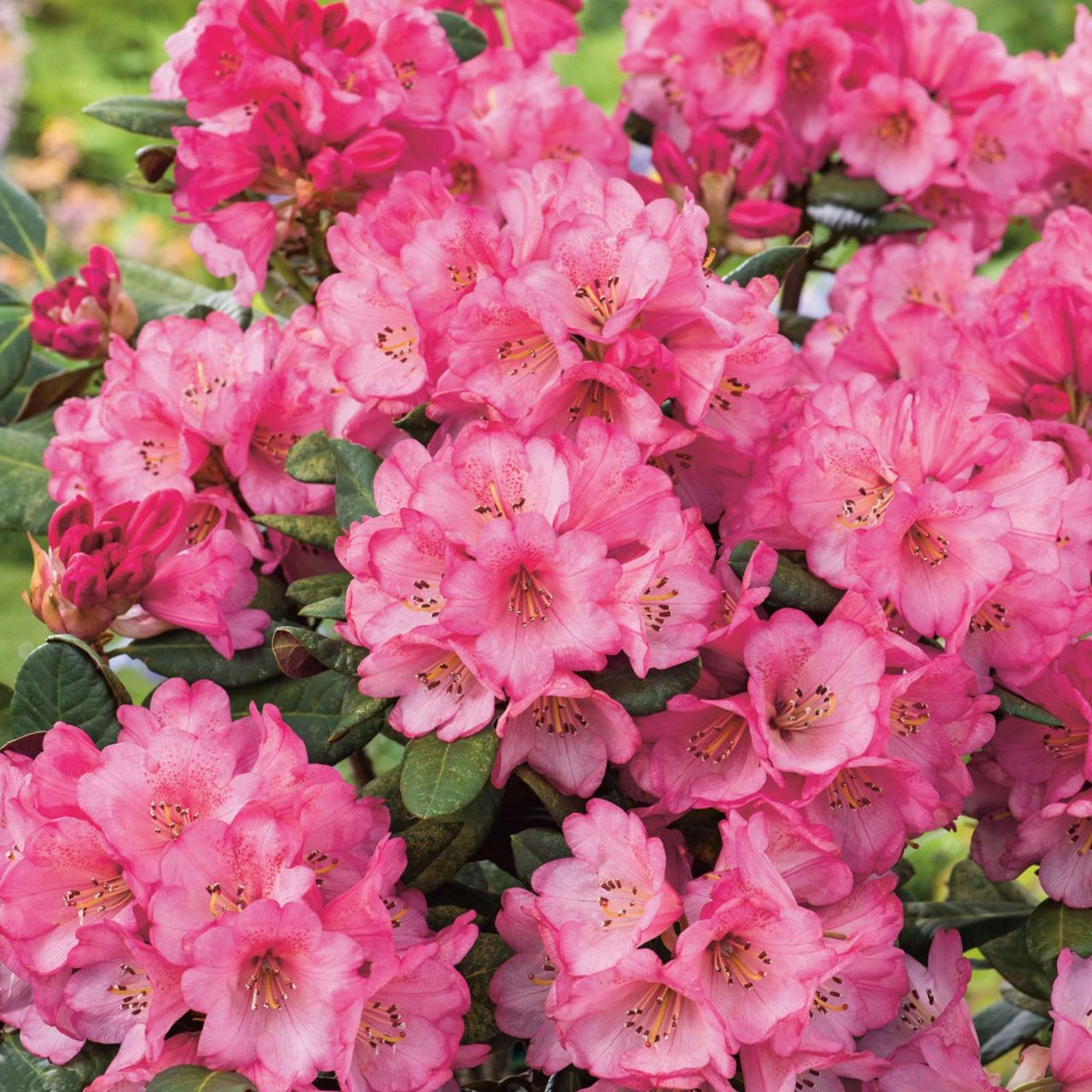 Kategorie <b>Rhododendron </b> - Rhododendron 'Wine & Roses' - Rhododendron 'Wine & Roses'