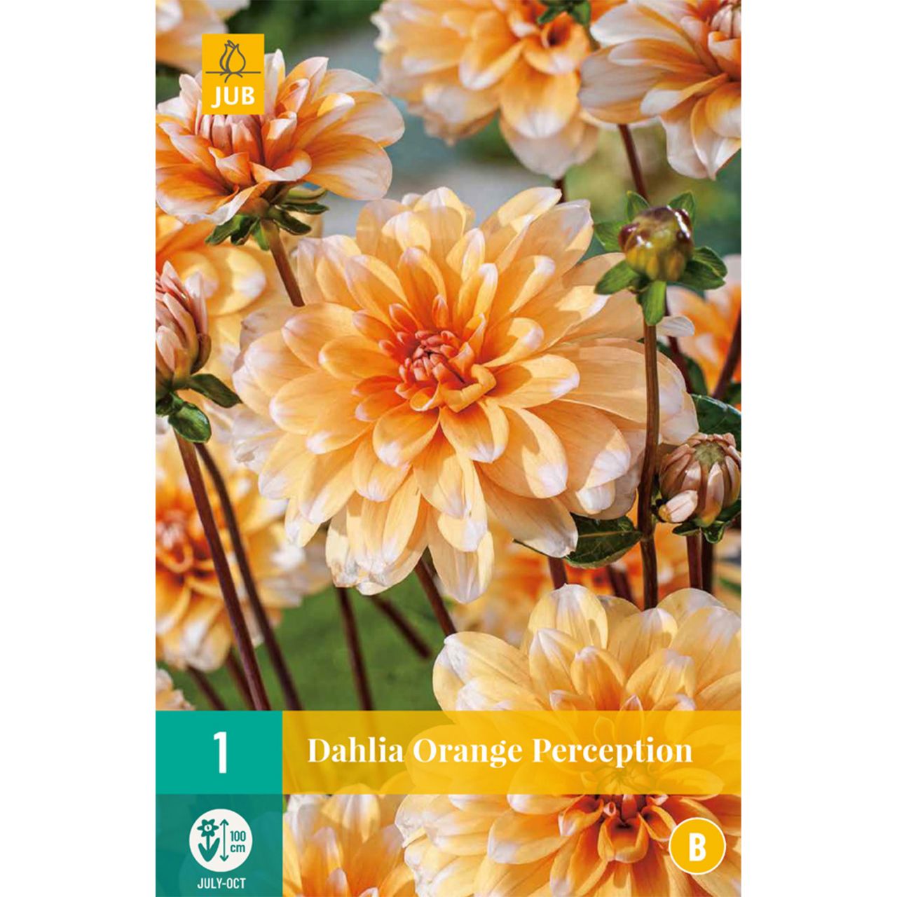 Kategorie <b>Frühlings-Blumenzwiebeln </b> - Schmuckdahlie 'Orange Perception', 1 Stück - Dahlia 'Orange Perception'