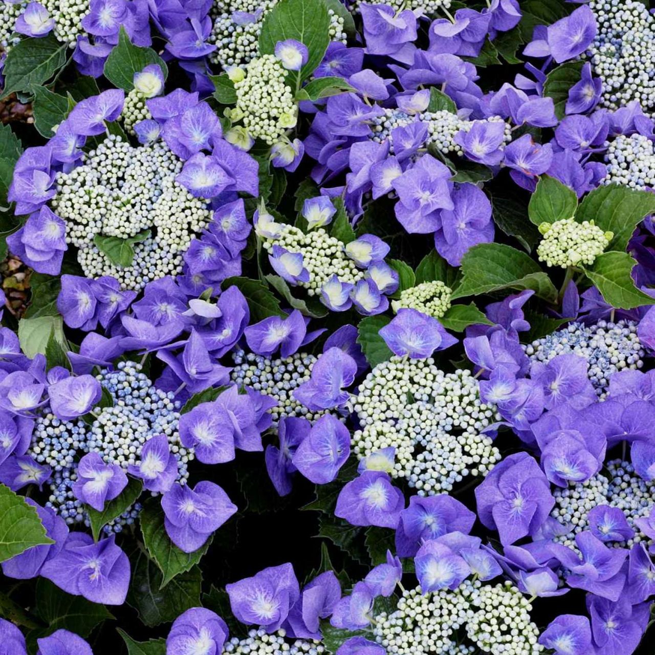  Tellerhortensie 'Blaumeise' - Hydrangea macrophylla 'Blaumeise'