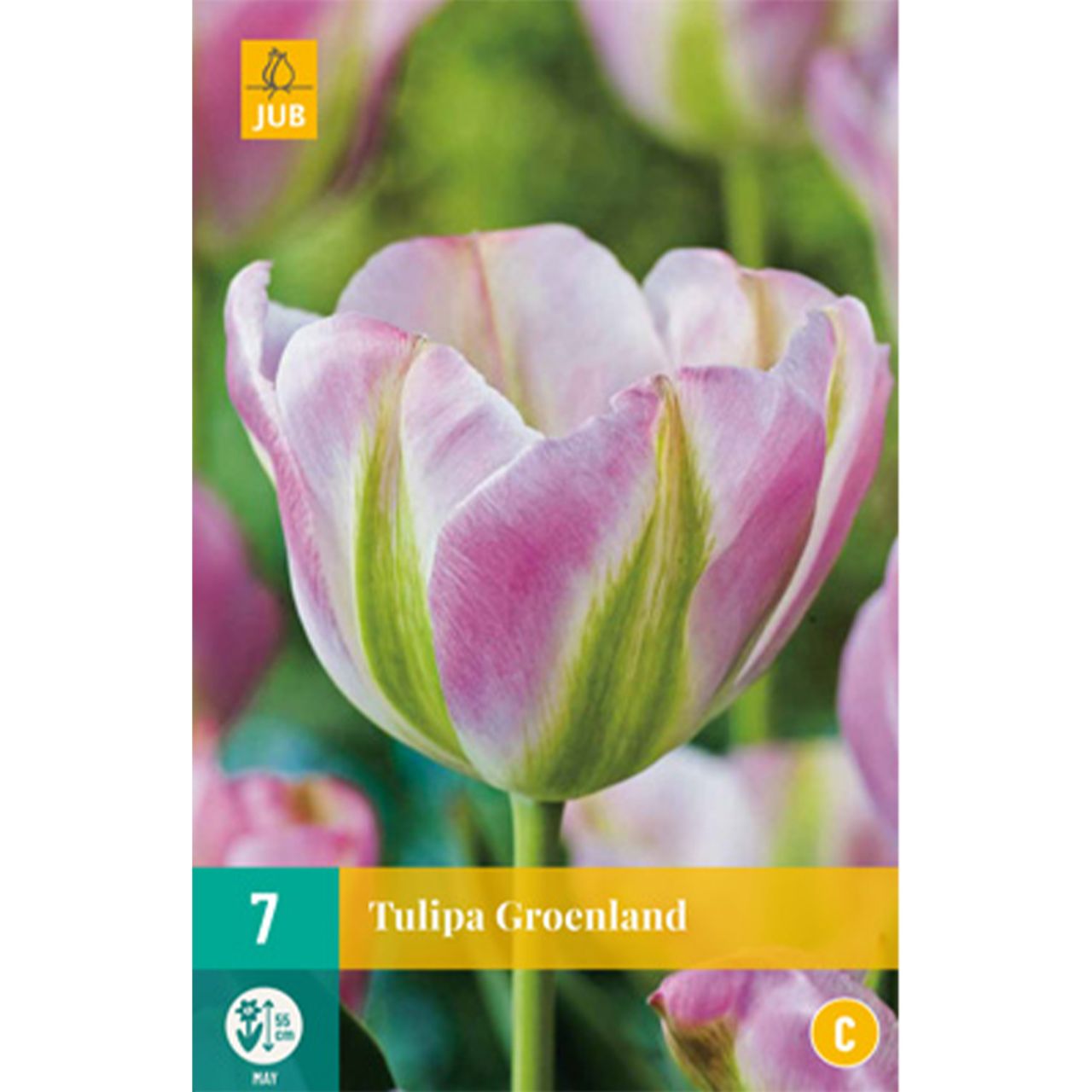 Kategorie <b>Herbst-Blumenzwiebeln </b> - Viridiflora Tulpe 'Groenland' - 7 Stück - Tulipa viridiflora 'Groenland'