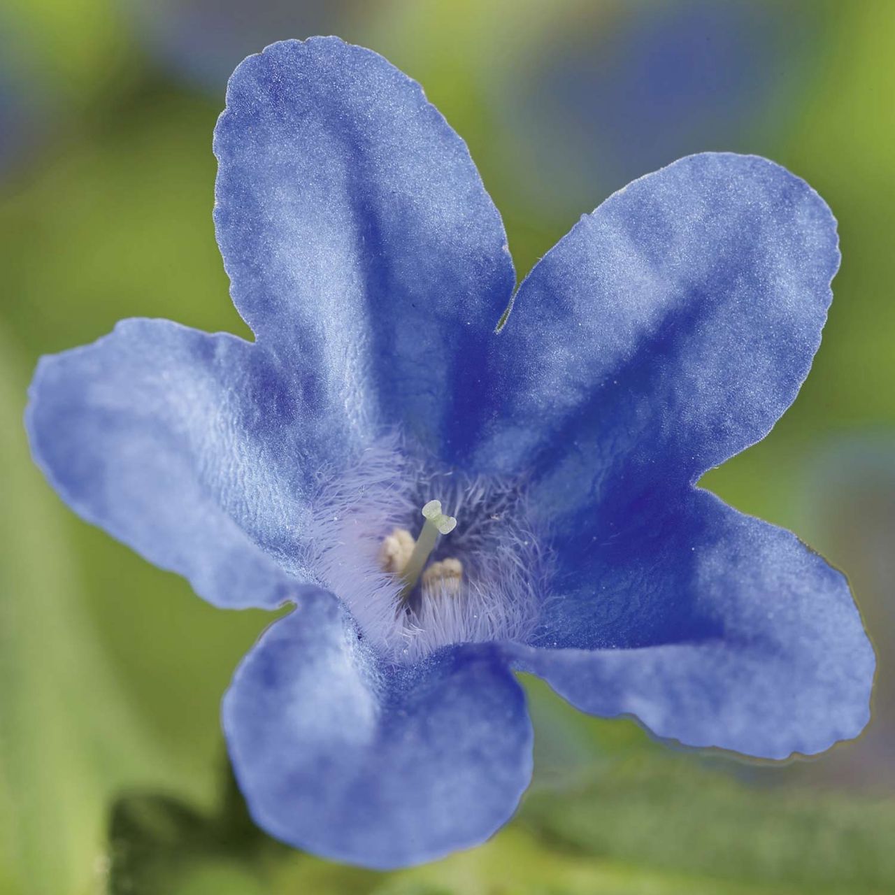 Kategorie <b>Stauden </b> - Scheinsteinsame 'Heavenly Blue' - Lithodora diffusa 'Heavenly Blue'