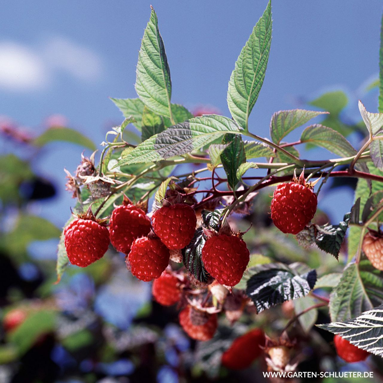 Kategorie <b>Beeren </b> - Sommerhimbeere 'Willamette' - Rubus idaeus 'Willamette'