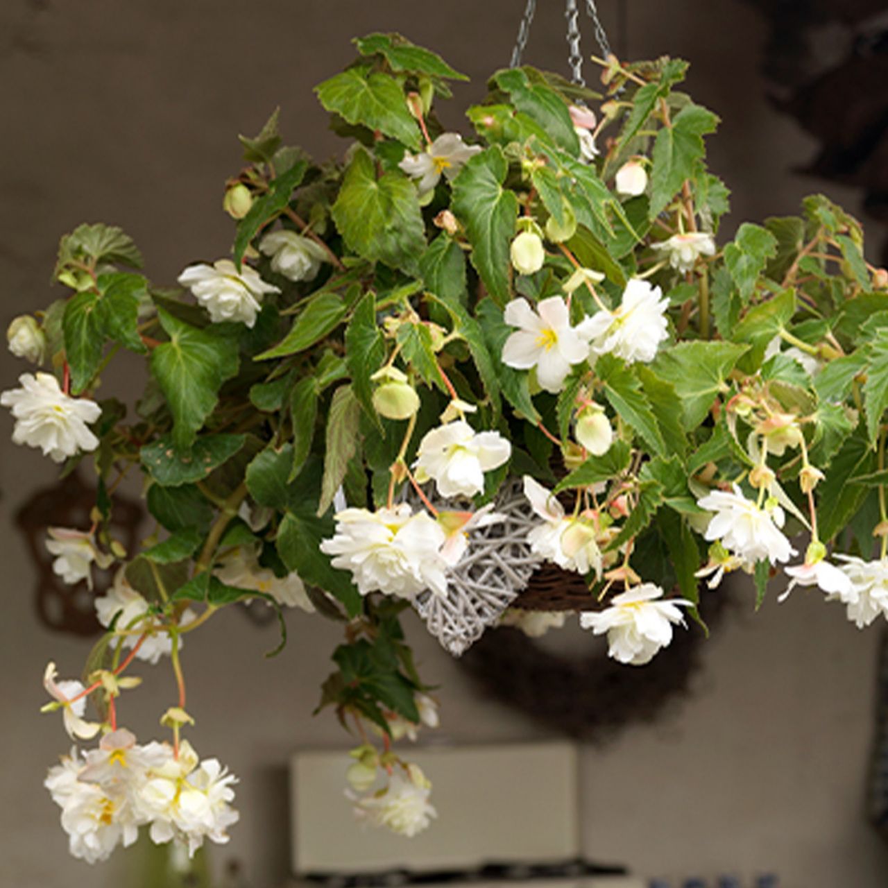 Kategorie <b>Frühlings-Blumenzwiebeln </b> - Hängebegonie 'Pendula Weiß' - 3 Stück - Begonia