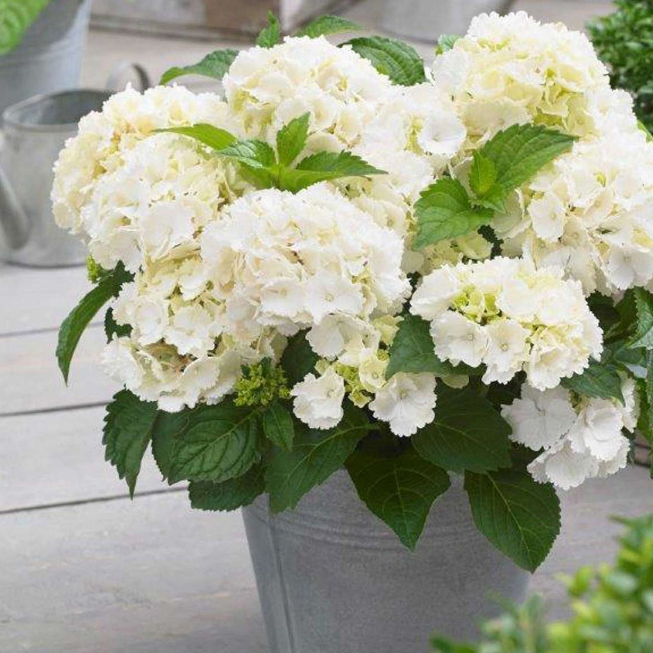 Kategorie <b>Blütensträucher und Ziergehölze </b> - Zwerg-Hortensie 'Little White®' - Hydrangea macrophylla Little White