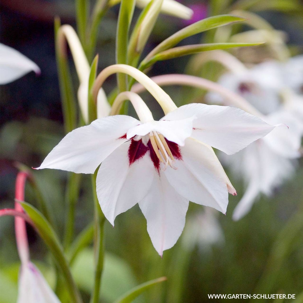 Kategorie <b>Frühlings-Blumenzwiebeln </b> - Abessinische Gladiole - 15 Stück - Gladiolus callianthus Murielae (Acidanthera)
