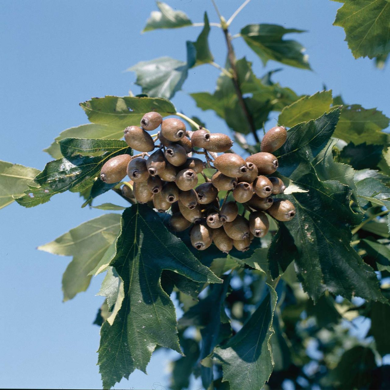 Kategorie <b>Blütensträucher und Ziergehölze </b> - Elsbeere - Baum des Jahres 2011 - Sorbus torminalis