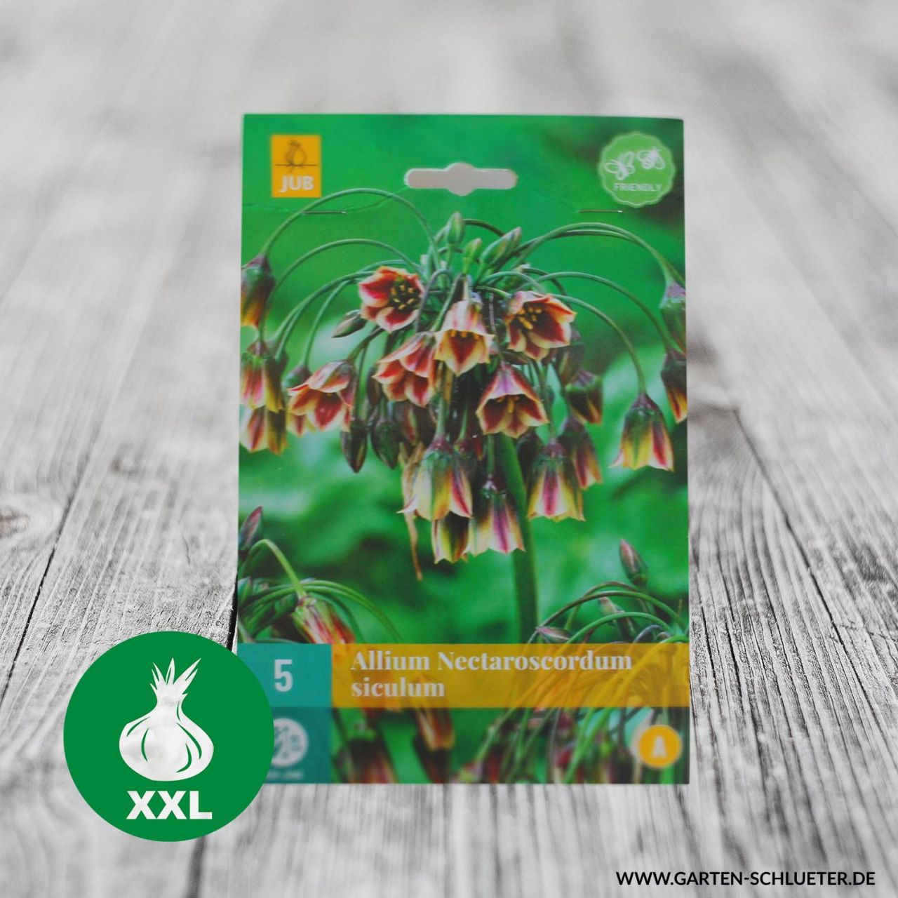 Kategorie <b>Herbst-Blumenzwiebeln </b> - Bulgarischer Schmucklauch - Allium Nectaroscordum Siculum