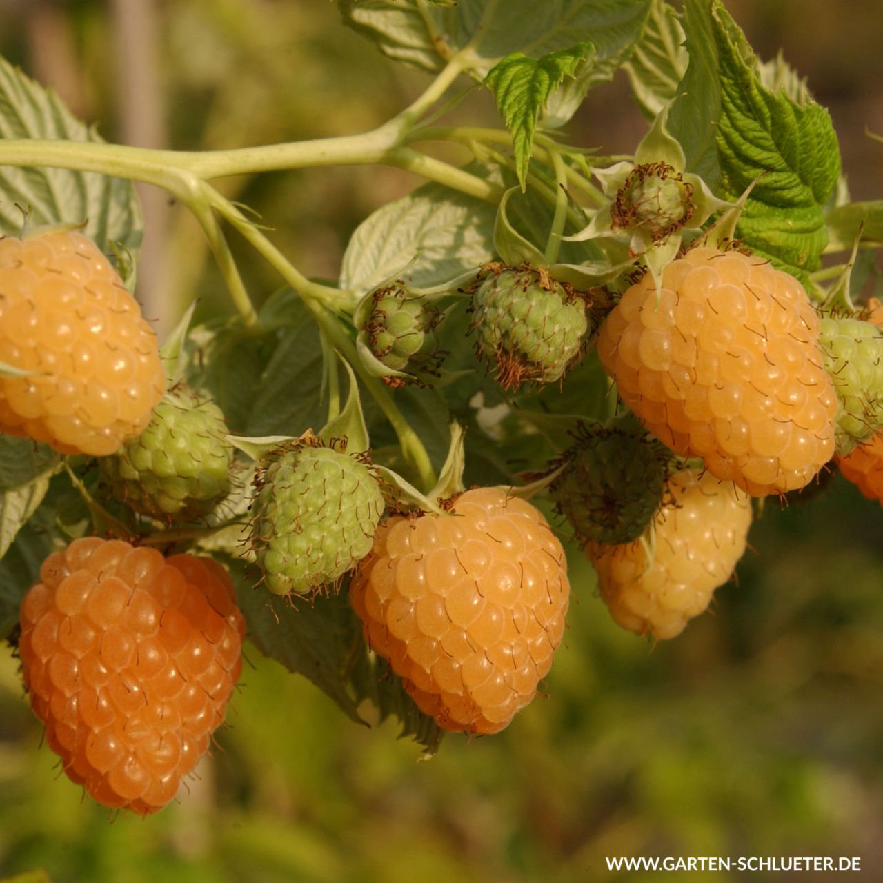 Kategorie <b>Beeren </b> - Dornenlose Herbsthimbeere 'Autumn Amber' - Rubus idaeus 'Autumn Amber'