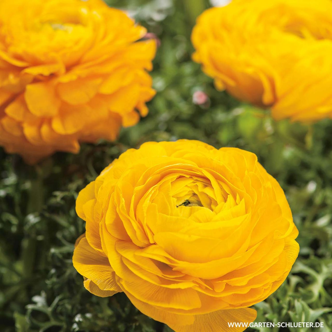 Kategorie <b>Frühlings-Blumenzwiebeln </b> - Ranunkeln 'Gelb' - 10 Stück - Ranunculus