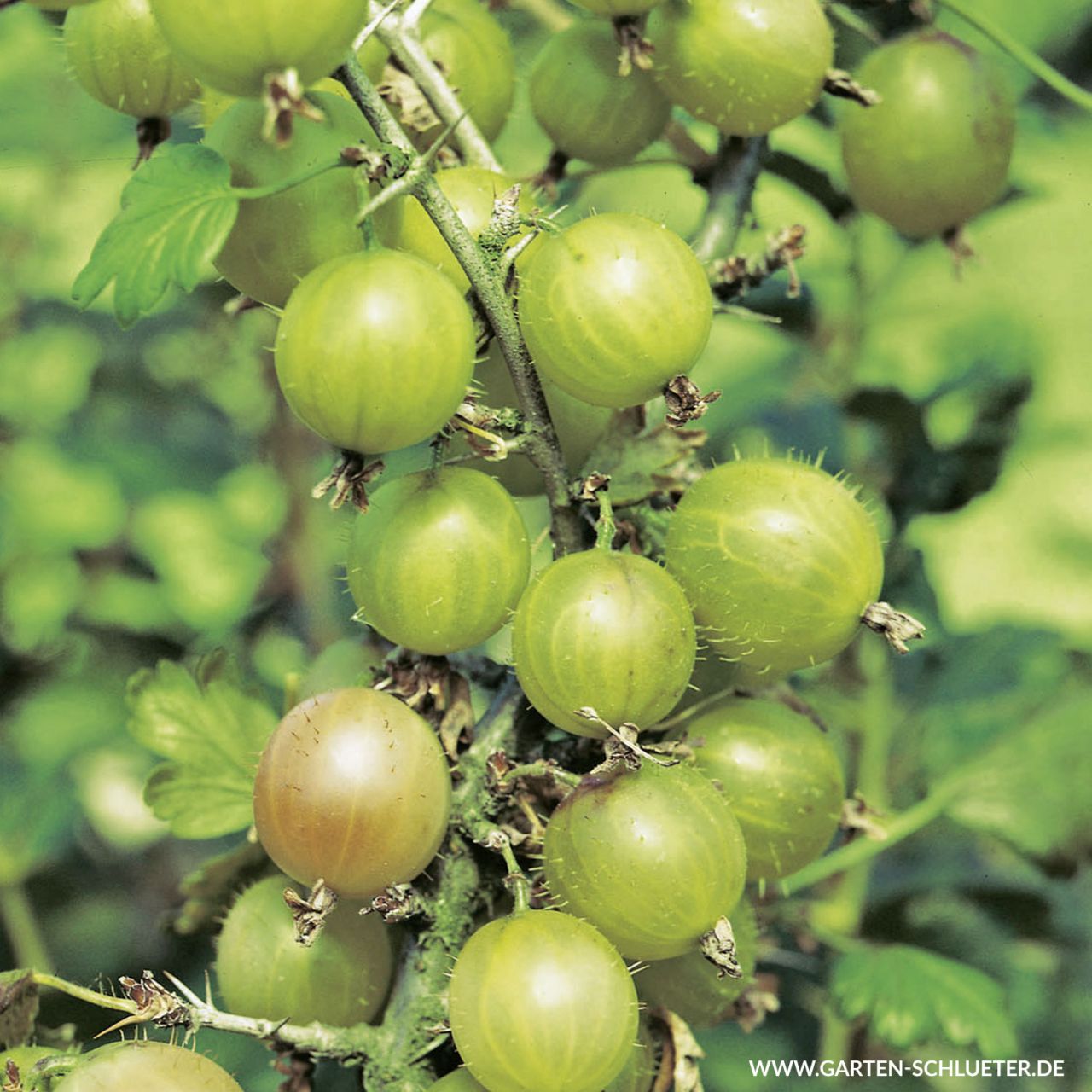 Kategorie <b>Beeren </b> - Stachelbeere 'Reverta' - Ribes uva-crispa 'Reverta'