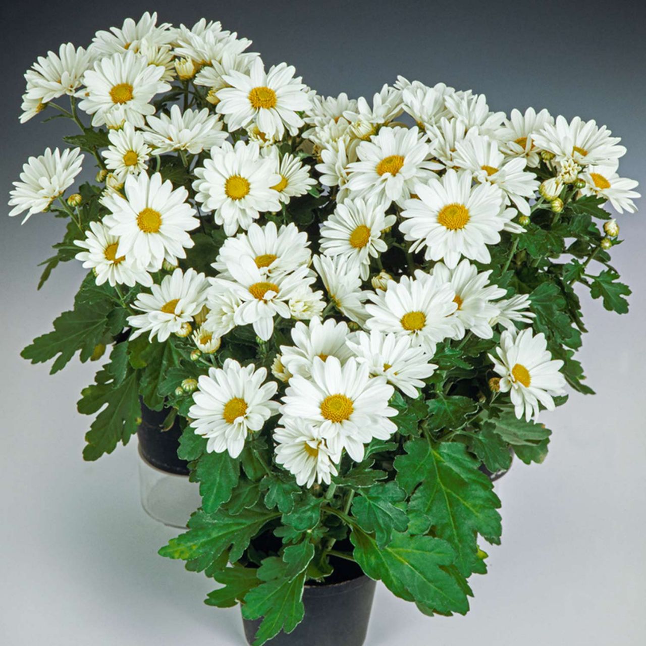 Sommermargerite - Chrysanthemum maximum