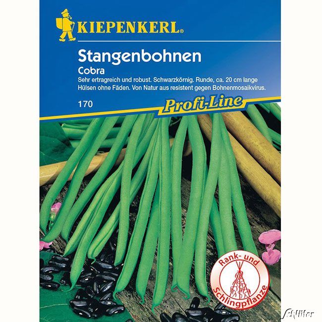 Kategorie <b>Gemüse-Samen </b> - Stangenbohne 'Cobra' - Phaseolus vulgaris var. vulgaris &apos_Cobra&apos_