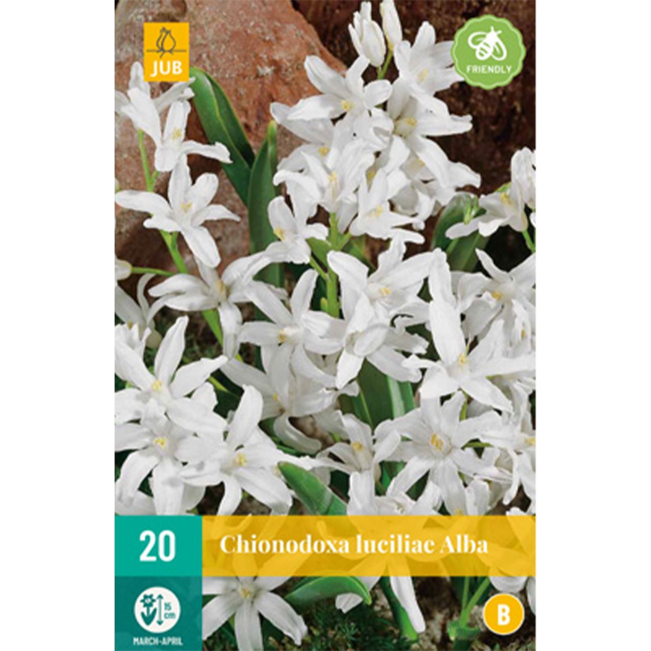 Kategorie <b>Herbst-Blumenzwiebeln </b> - Weißer Schneeglanz 'Alba' - 20 Stück - Chionodoxa luciliae alba