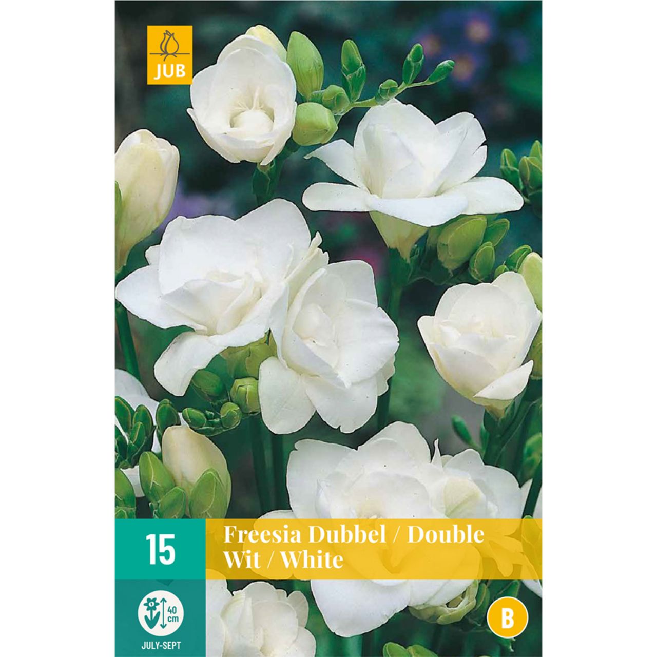 Kategorie <b>Frühlings-Blumenzwiebeln </b> - Gefüllte Freesie 'weiß' - 15 Stück - Freesia Double White