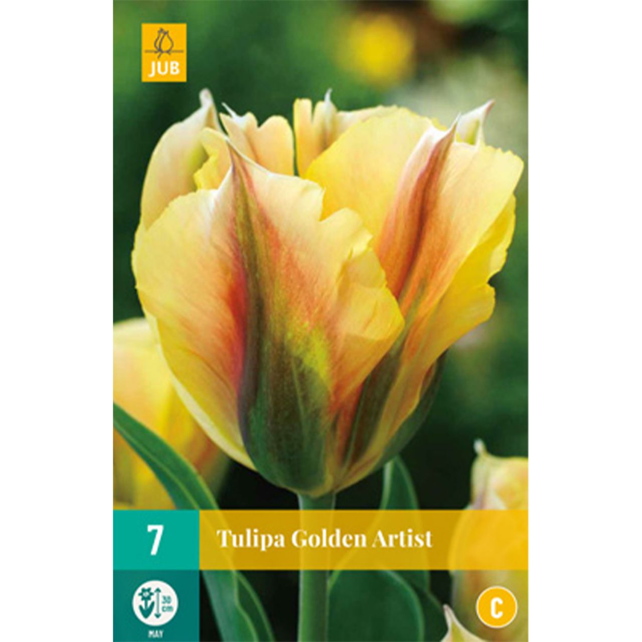 Kategorie <b>Herbst-Blumenzwiebeln </b> - Viridiflora Tulpe 'Golden Artist' - 7 Stück - Tulipa viridiflora 'Golden Artist'