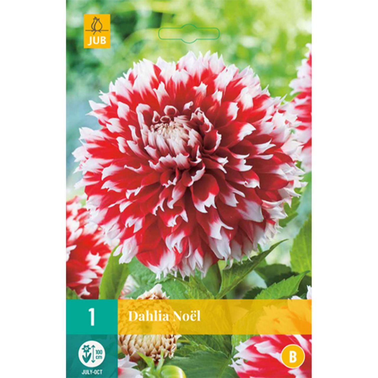 Kategorie <b>Frühlings-Blumenzwiebeln </b> - Großblumige Dahlie 'Noel' - Dahlia