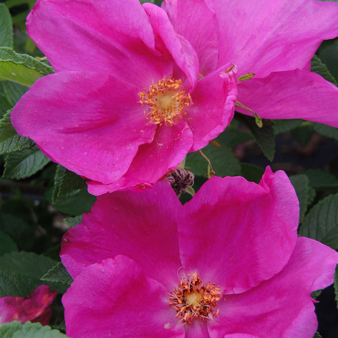  Apfelrose/Hagebutte 'Angelia Eglantine' - Rosa rugosa 'Angelia Eglantine'