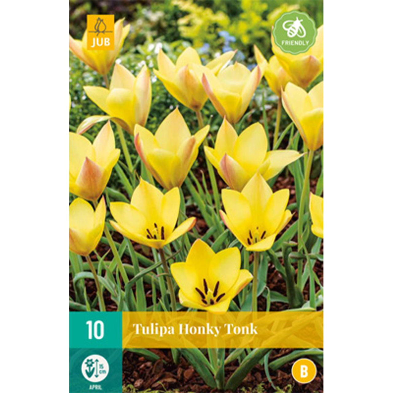 Kategorie <b>Herbst-Blumenzwiebeln </b> - Wildtulpe 'Honky Tonk' - 10 Stück - Tulipa