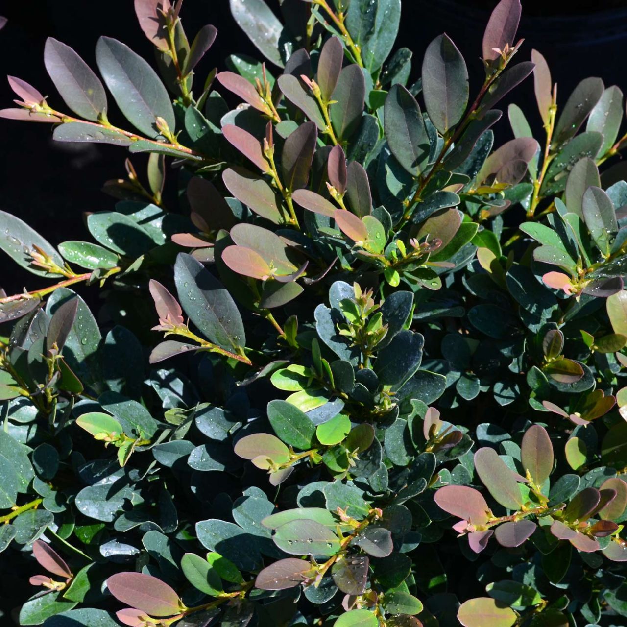 Kategorie <b>immergrüne Laubbäume </b> - Traubiger Zweigriffel 'Coppertone' - Distylium racemosum 'Coppertone'