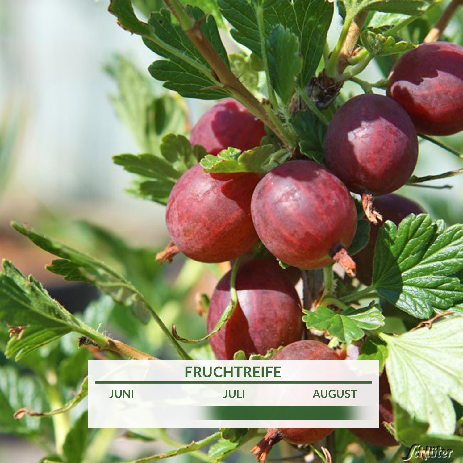 Stachelbeere 'Hinnonmäki rot' - Hochstamm - Ribes uva-crispa 'Hinnonmäki  rot' - Stachelbeeren | GARTEN SCHLÜTER