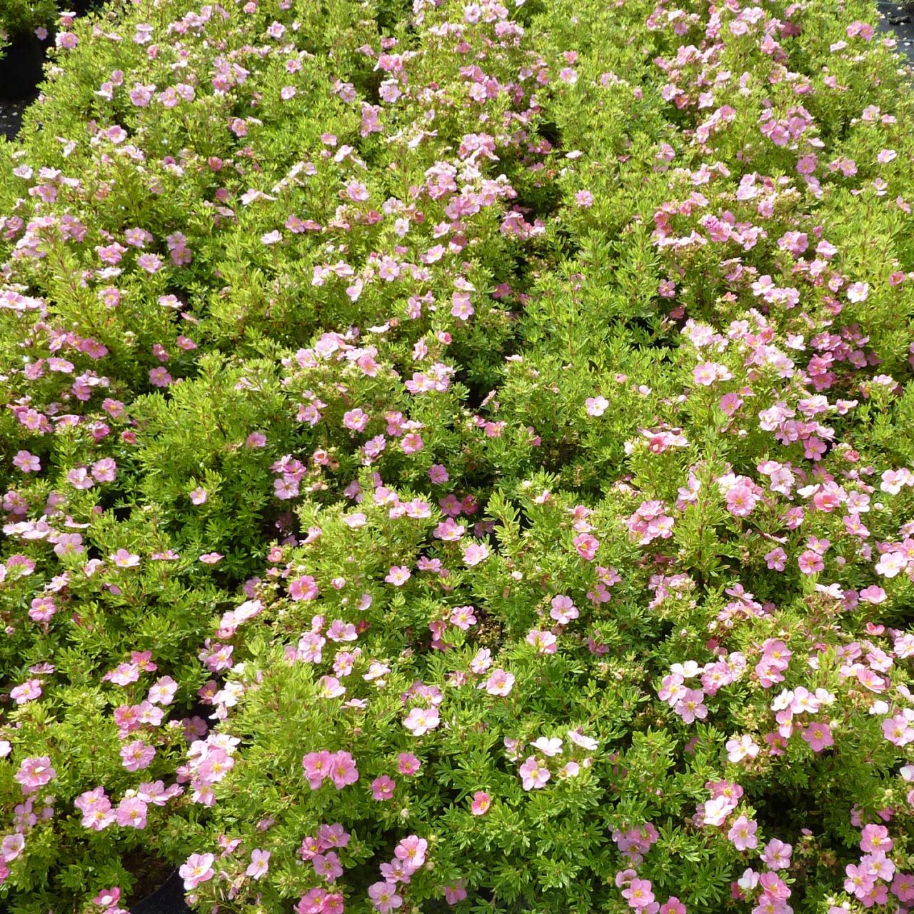  Fingerstrauch 'Lovely Pink®' ('Pink Beauty') - Potentilla 'Lovely Pink'