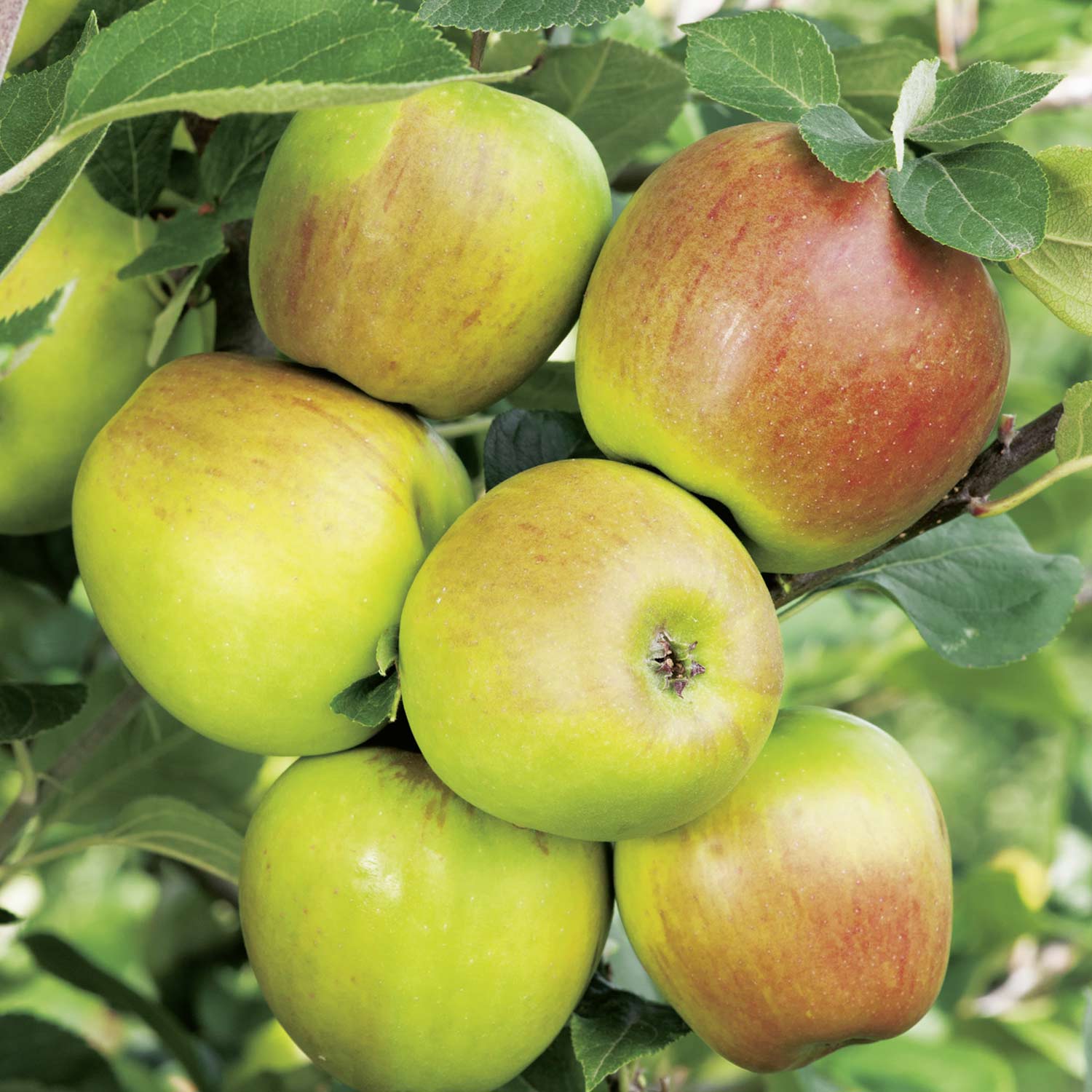 Apfel 'Goldparmäne' - Malus 'Goldparmäne' - Äpfel | GARTEN SCHLÜTER