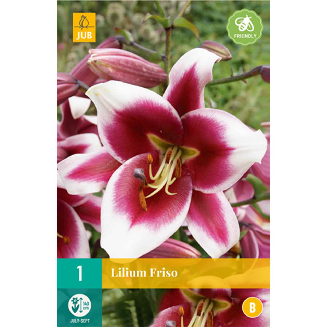 Kategorie <b>Frühlings-Blumenzwiebeln </b> - Lilie 'Friso' - 1 Stück - Lilium x hybrida