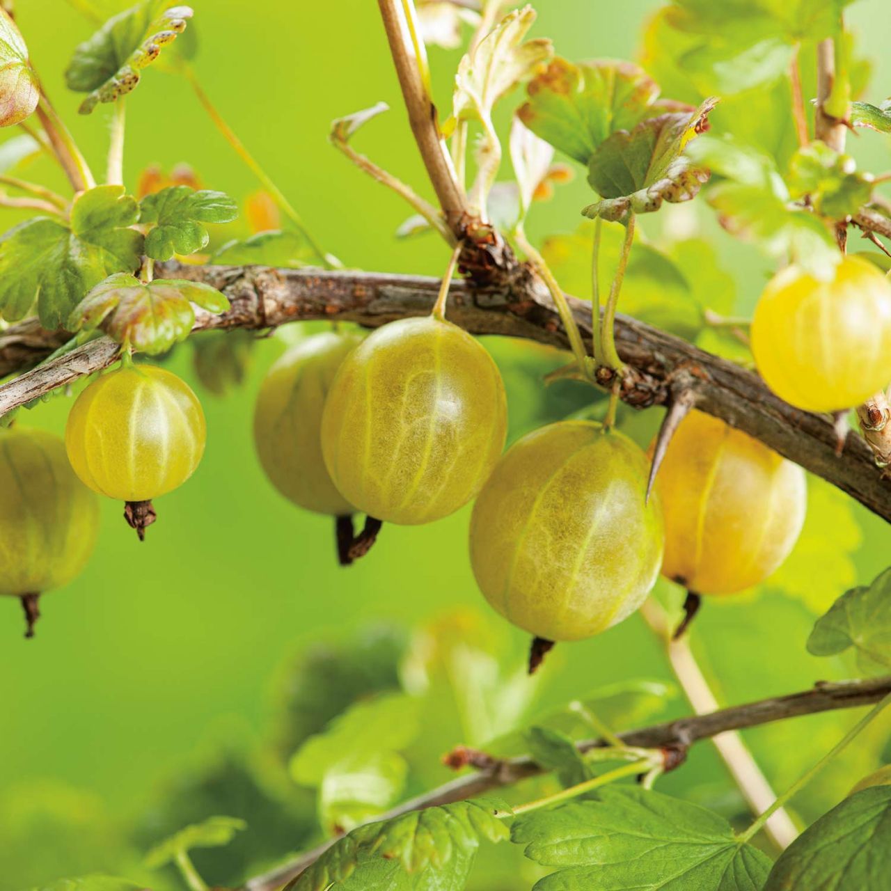 Kategorie <b>Beeren </b> - Stachelbeere 'Crispa® Goldling®' - Ribes uva-crispa 'Crispa®' 'Goldling®' 