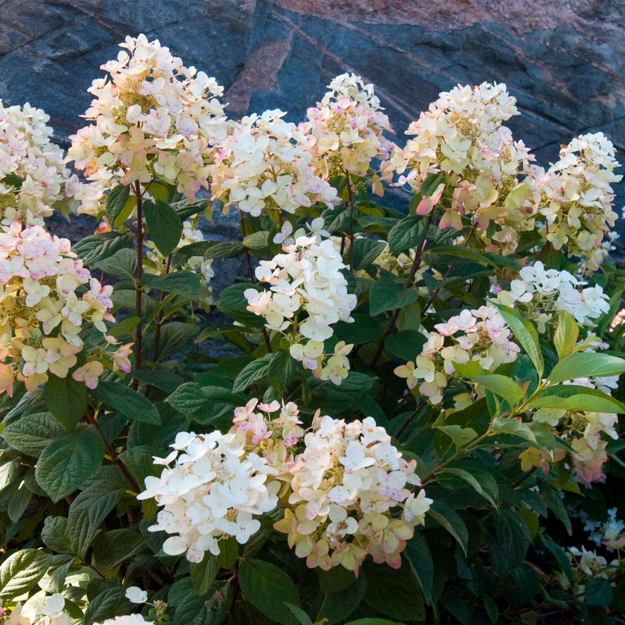 Kategorie <b>Blütensträucher und Ziergehölze </b> - Rispenhortensie 'Tickled Pink' - Hydrangea paniculata 'Tickled Pink'