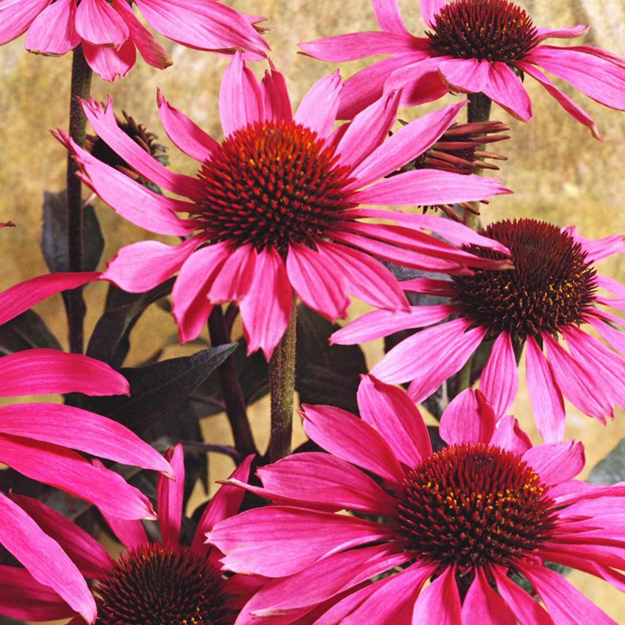  Prärie-Sonnenhut 'Pink Passion' - Echinacea 'Pink Passion'