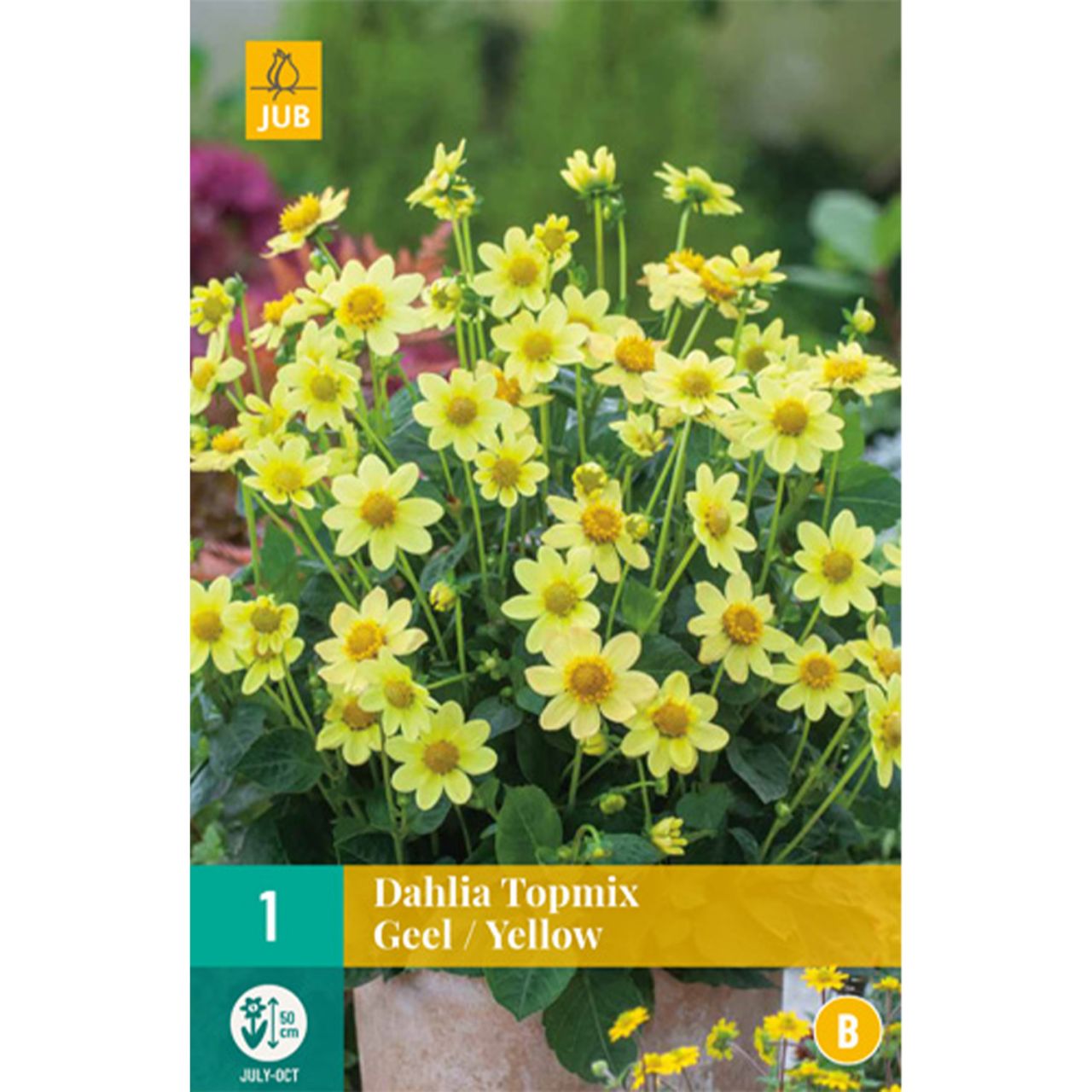 Kategorie <b>Frühlings-Blumenzwiebeln </b> - Dahlie Topmix in gelb - Dahlia